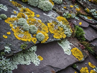 toiture ardoise lichen